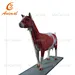 veterinary models